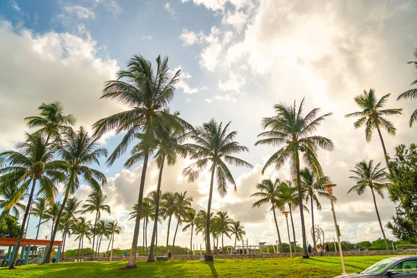 Miami, USA - Settembre 09.09.209: Alba a Miami South Beach. Palme con luce solare sullo sfondo — Foto Stock