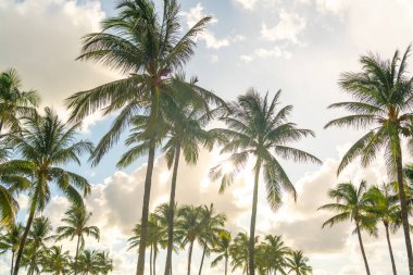 Miami güney sahilinde sabah. Arka planda güneş ışığı olan palmiye ağaçları