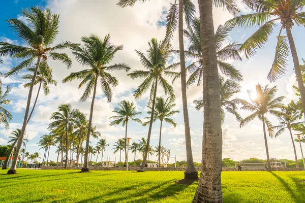 Майами, США - 9 сентября 2019 года: утро на южном пляже Майами. Пальмы с солнечным светом на фоне — стоковое фото