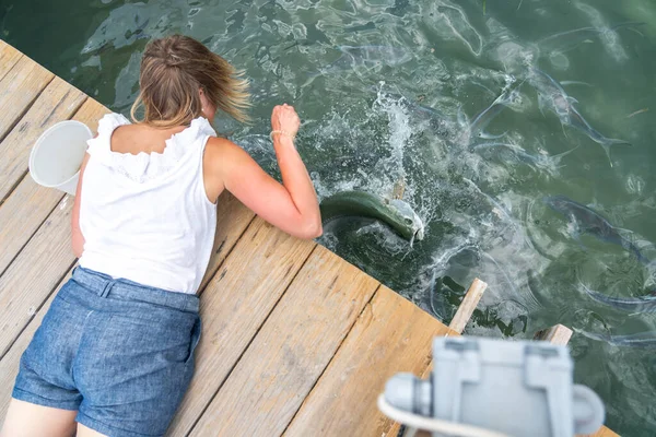 Mujer Alimentación de peces grandes con peces pequeños a mano desde el muelle —  Fotos de Stock