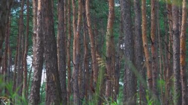 Çam ormanındaki ağaç gövdeleri, ahşap arka plan.