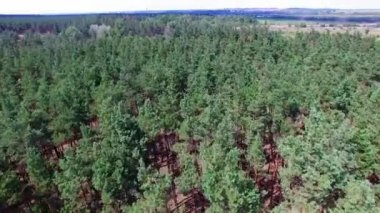 Yaz yeşili orman hava manzarası