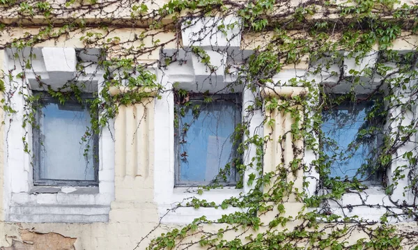 Evin cephe ile vahşi asma twining