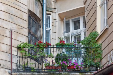 Lviv eski ev balkon çiçekleri ile