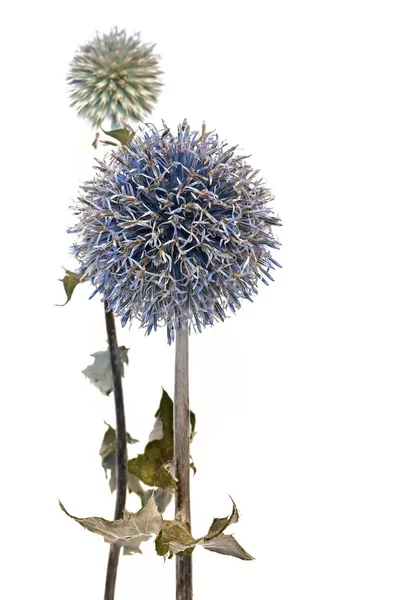 Globus Distel Blume Isoliert Auf Weißem Hintergrund — Stockfoto