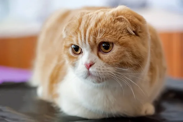 Scottish Fold Domestic Cat — Stock Photo, Image