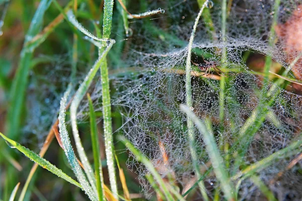 Dewed Паутина Скрытый Паук — стоковое фото