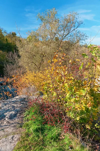 Colores Vivos Otoño Buky Canyon Ucrania — Foto de Stock