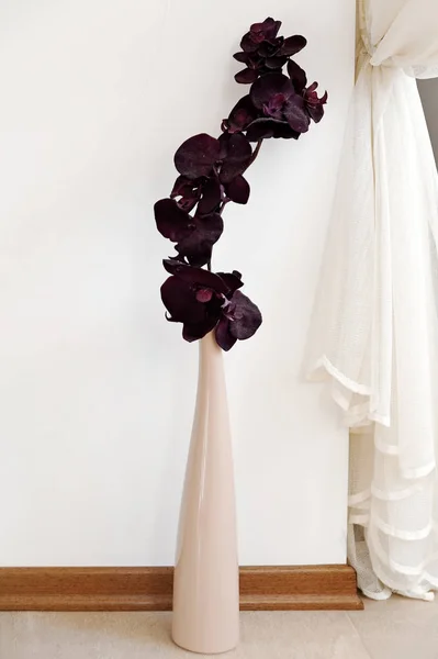 Black Orchid Simple Vase Lacy Curtain — Stock Photo, Image