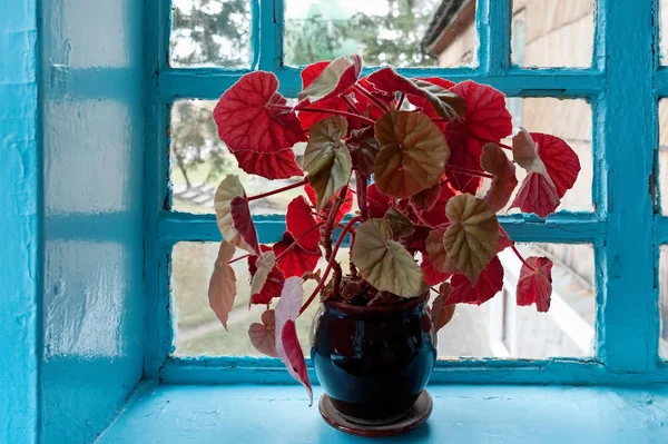 Red Plant Blue Window Sill — Stock Photo, Image