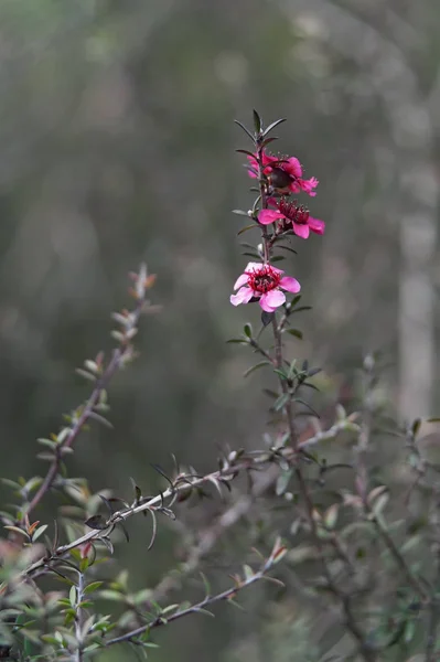 Tea Tree Nichollsii Nanum Leptospermum Scoparium Nichollsii Nanum New Zeland — Stock Photo, Image