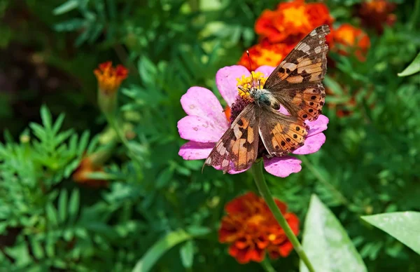Крупный План Бабочки Цветке — стоковое фото