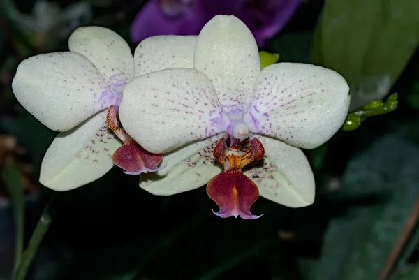 Dvě Květiny Krásné Phalaenopsis Orchidej — Stock fotografie