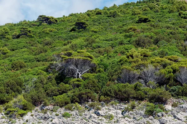 希腊Zakynthos岛上岩石上令人惊奇的茂密灌木丛 — 图库照片