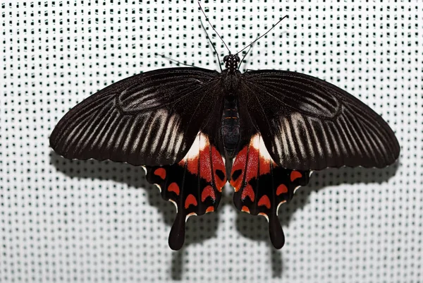 Vanlig Mormon Papilio Polytes Fjäril Närbild — Stockfoto