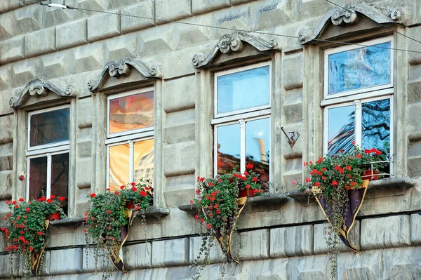 Geranium Blomkrukor Dekorera Fönster Med Färgglada Reflektioner Lviv Ukraina — Stockfoto