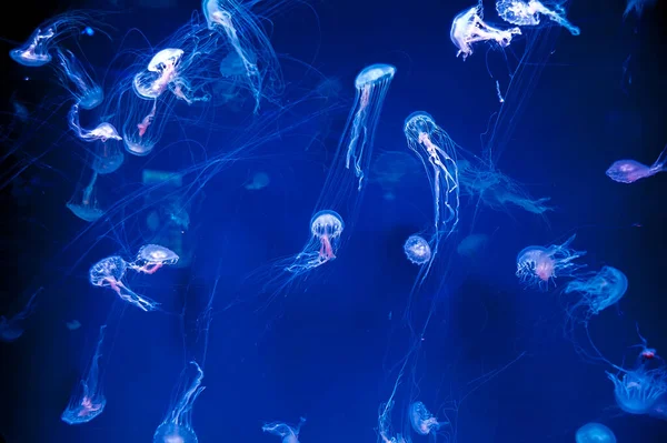 Amakusa Jellyfishes Water Deep — Stock Photo, Image