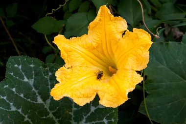 Cucurbita dişi çiçek ile döllenen kabak arısı