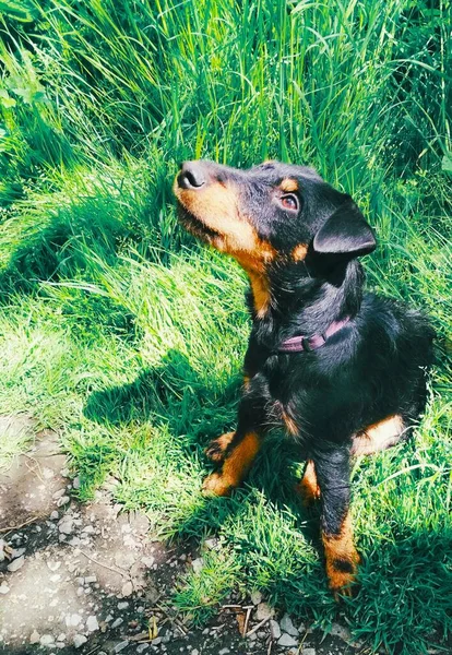 Hunt Terrier Looking Thoughtfully Somewhere — Stock Photo, Image