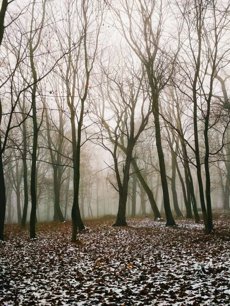Туманний Ліс Щорічна Зима — стокове фото