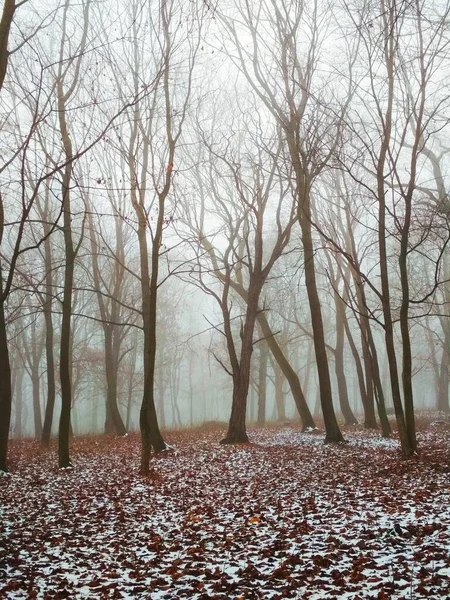 Floresta Nebulosa Inverno Anual — Fotografia de Stock
