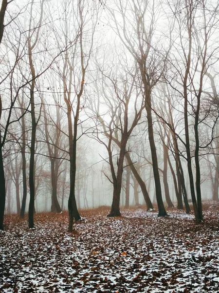 Foresta Nebbiosa Inverno Annuale — Foto Stock