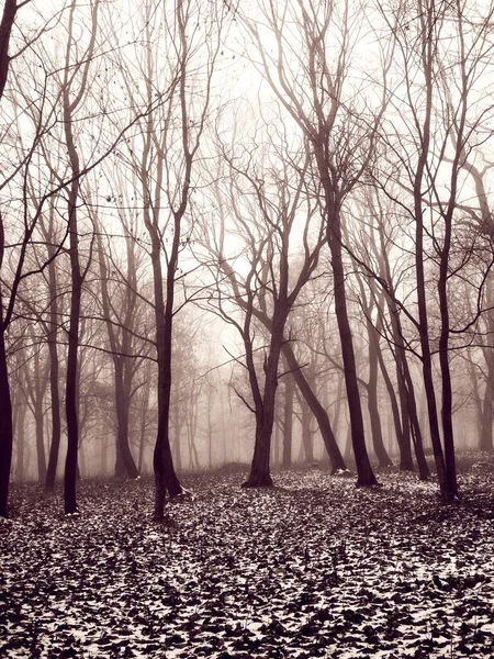 Nebeliger Wald Alljährlicher Winter — Stockfoto