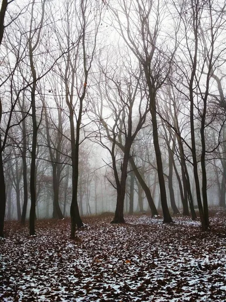 Foresta Nebbiosa Inverno Annuale — Foto Stock