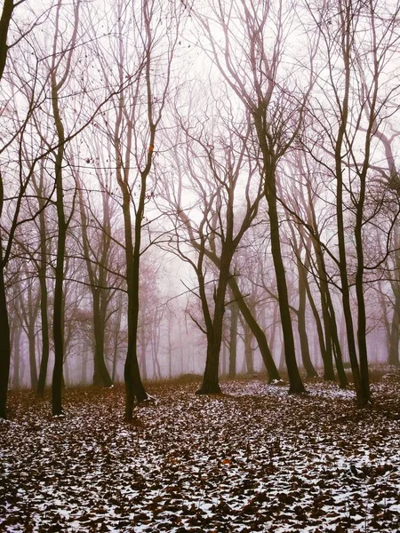 Forêt Poudreuse Hiver Annuel — Photo