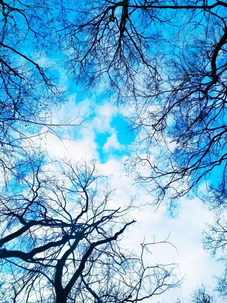 Ulusal Arkaplan Mavi Bulutlu Gökyüzünün Arka Planında Çıplak Dallar — Stok fotoğraf