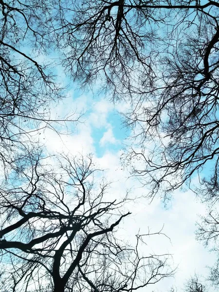 Fond Naturel Branches Nues Sur Fond Ciel Nuageux Bleu — Photo