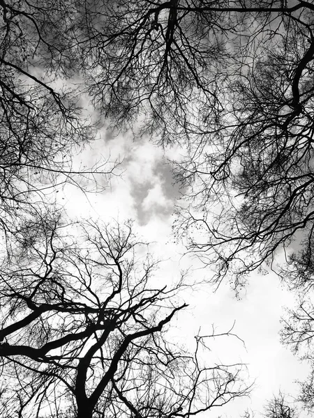 구름낀 하늘을 배경으로 천연적 가지들 — 스톡 사진