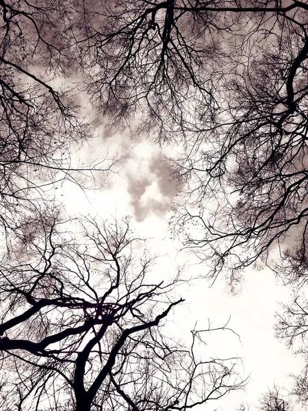 구름낀 하늘을 배경으로 천연적 가지들 — 스톡 사진