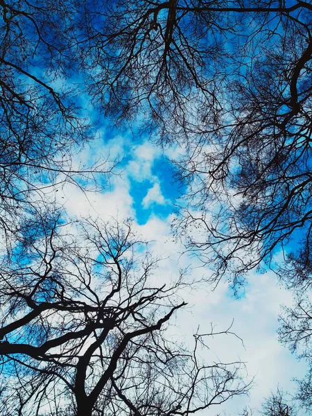 Fond National Branches Nues Sur Fond Ciel Nuageux Bleu — Photo