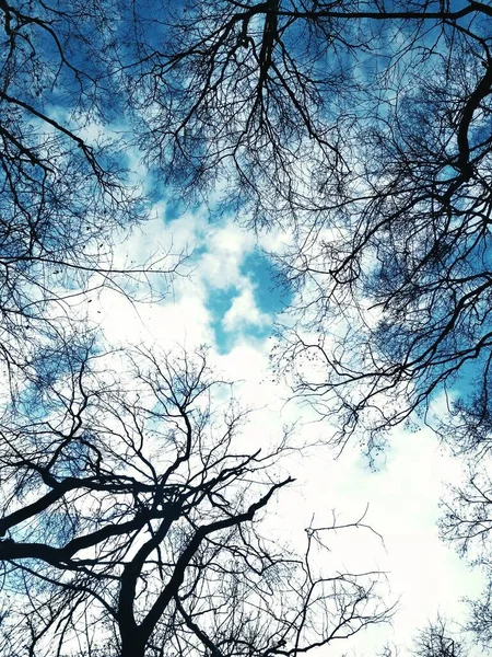 Natuurlijke Achtergrond Kale Takken Tegen Achtergrond Van Blauwe Bewolkte Lucht — Stockfoto