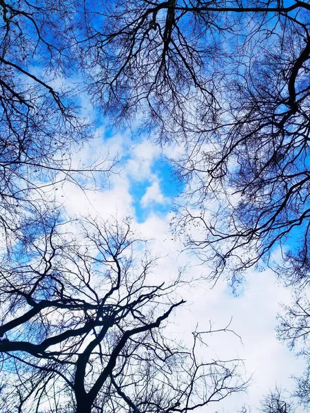 Sfondo Naturale Rami Nudi Sullo Sfondo Del Cielo Nuvoloso Blu — Foto Stock