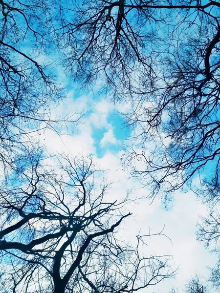 Naturalne Tło Gołe Gałęzie Tle Niebieskiego Zachmurzonego Nieba — Zdjęcie stockowe