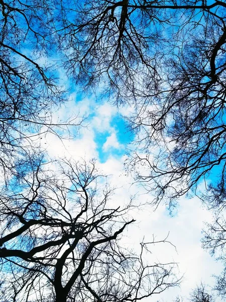 Natuurlijke Achtergrond Kale Takken Tegen Achtergrond Van Blauwe Bewolkte Lucht — Stockfoto