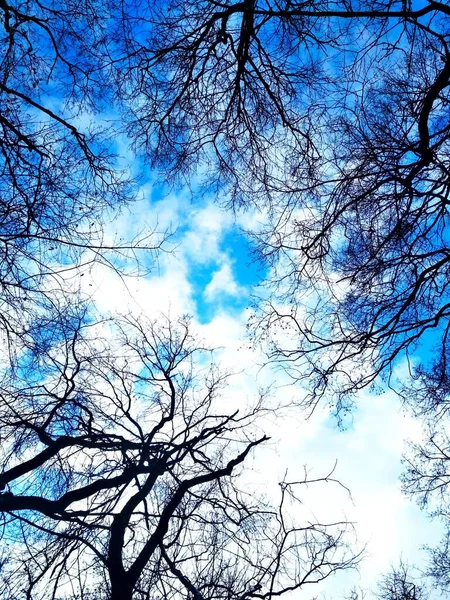 Natuurlijke Achtergrond Kale Takken Tegen Achtergrond Van Blauwe Bewolkte Lucht — Stockfoto