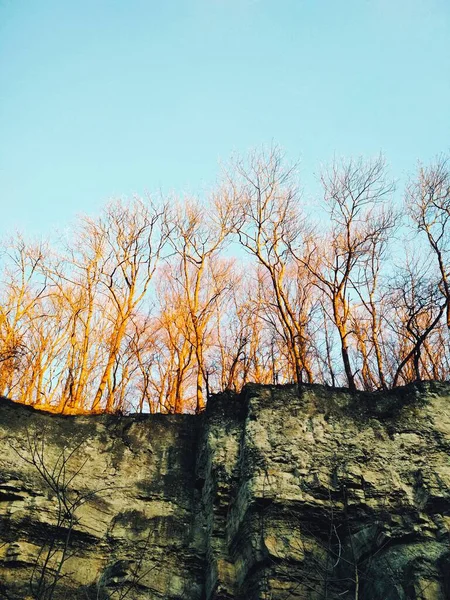 Forêt Nue Sur Rocher — Photo