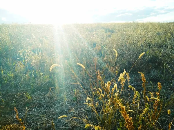 Campo Vertido Con Sol —  Fotos de Stock