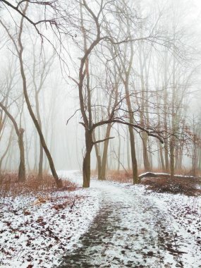 Sihirli sisli ormanda yol 