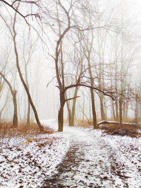 Sihirli sisli ormanda yol 
