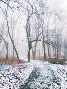 Sihirli sisli ormanda yol 