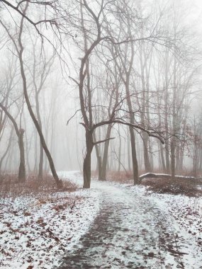 Sihirli sisli ormanda yol 