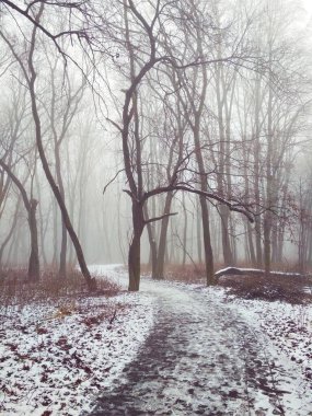 Sihirli sisli ormanda yol 