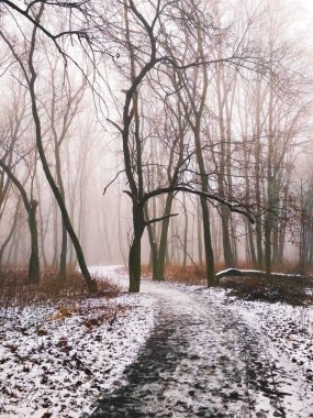 Sihirli sisli ormanda yol 