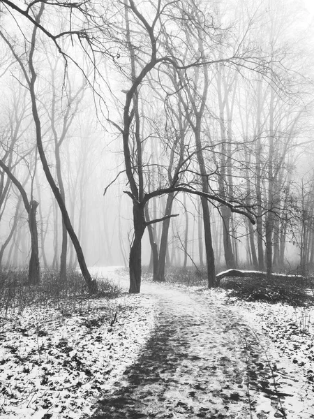 Chemin Travers Forêt Brumeuse Magique — Photo