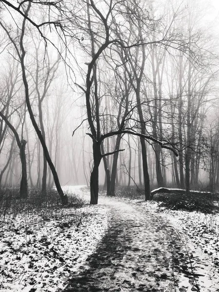 Pfad Durch Magischen Nebelwald — Stockfoto