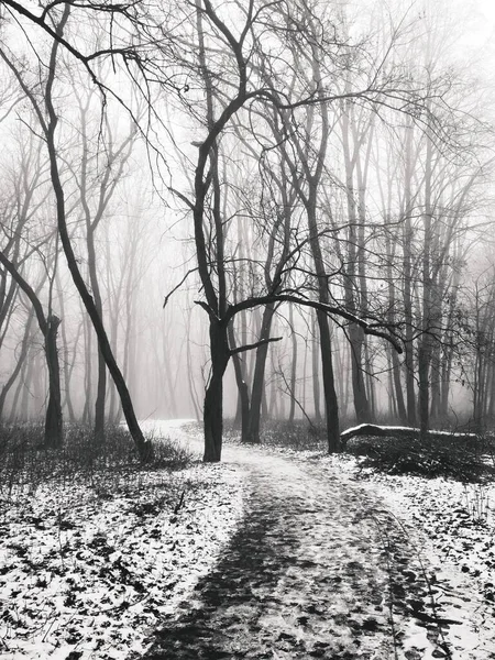 Chemin Travers Forêt Brumeuse Magique — Photo